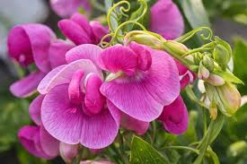 Sweet Pea Flower seeds for Planting Shade Tolerant Heirloom & GMO Free Seeds for Home Garden