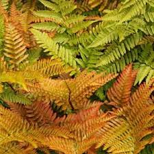 Yellow Fern Pteridophyta Seeds for Planting heirloom & Non GMO Seeds Low Maintenance 
 
 Sale