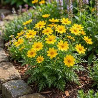 Yellow Bidens Flower seeds for Planting - Low Maintenance, Heirloom & GMO Free Seeds for Home Garden