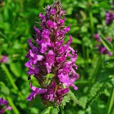 Betony Flower seeds for Planting Long Bloom Season Heirloom & GMO Free Seeds for Home Garden