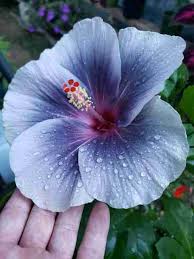 Ash Hibiscus Flower Seeds – Premium Heirloom NonGMO Seeds for Home Garden & Vibrant Blooms
 
 Sale