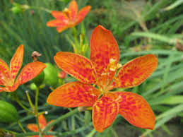 Red Leopard Flower seeds for Planting - Low Maintenance, Heirloom & GMO Free Seeds for Home Garden