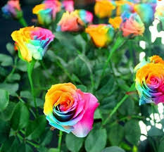 Brown Rainbow Potted Rose Flower Seeds for Planting Pollinator Friendly Heirloom & GMO Free Seeds for Home Garden
 
 Sale