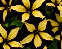 Yellow Black Playmates Flower seeds for Planting - Sun Loving, Heirloom & GMO Free Seeds for Home Garden