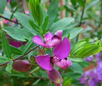 Polygala Myrtifolia Flower seeds for Planting - Hardy Variety, Heirloom & GMO Free Seeds for Home Garden