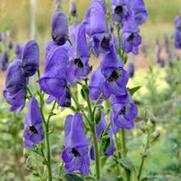 Blue Carmichaelii Flower Seeds, Essential Planting Guide