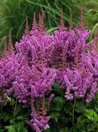 Purple Astilbe Flower seeds for Planting - Shade Tolerant, Heirloom & GMO Free Seeds for Home Garden