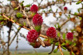 Orange Larch for Planting - Premium Quality, Heirloom & GMO Free Seeds for Home Garden