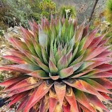 Kerchovei Agave Seeds for Planting