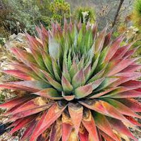 Kerchovei Agave Seeds for Planting