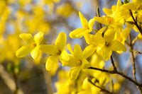 Forsythia Flower seeds for Planting Bright Blooms Heirloom & GMO Free Seeds for Home Garden