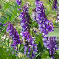 Purple Hairy Vetch Flower seeds for Planting - Garden Favorite, Heirloom & GMO Free Seeds for Home Garden