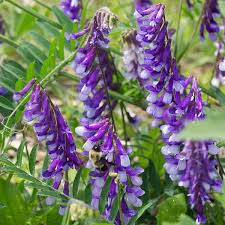 Purple Hairy Vetch Flower seeds for Planting - Garden Favorite, Heirloom & GMO Free Seeds for Home Garden