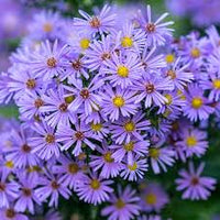 Aster Novi-Belgii Flower Seeds - Perfect for New York Planting