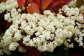 Red Photinia Flower seeds for Planting - Bright Blooms, Heirloom & GMO Free Seeds for Home Garden