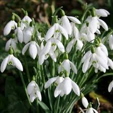 White Snowdrop Plant Seeds for Planting  Seeds for Galanthus Nivalis and Stunning Floral Displays