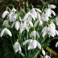 White Snowdrop Plant Seeds for Planting  Seeds for Galanthus Nivalis and Stunning Floral Displays