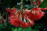 Heirloom Corymbia Ficifolia Flower seeds for Planting Garden Favorite Heirloom & GMO Free Seeds for Home Garden