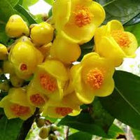Golden Camellia Flower seeds for Planting - Seasonal Bloomer, Heirloom & GMO Free Seeds for Home Garden