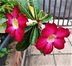 Pink Adenium Obesum Flower seeds for Planting Sun Loving Heirloom & GMO Free Seeds for Home Garden
