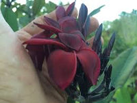 Black Frangipani Flower seeds for Planting - Drought Tolerant, Heirloom & GMO Free Seeds for Home Garden