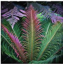 Pink Fern for Planting Shade Tolerant Heirloom & GMO Free Seeds for Home Garden
 
 Sale