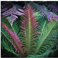 Pink Fern for Planting Shade Tolerant Heirloom & GMO Free Seeds for Home Garden
 
 Sale