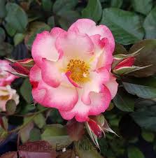 Betty Boop Rose Flower seeds for Planting - Compact Growth, Heirloom & GMO Free Seeds for Home Garde