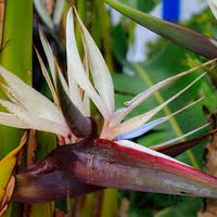 White Strelitzia Reginae Flower seeds for Planting Hardy Variety Heirloom & GMO Free Seeds for Home Garden