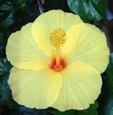 Light Yellow Hibiscus Flower Seeds for Planting Drought Tolerant Heirloom & GMO Free Seeds for Home Garden
 
 Sale