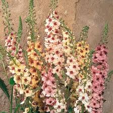 Antique Rose Verbascum Flower seeds for Planting - Cottage Garden Essential, Heirloom & GMO Free Seeds for Home Garden
 
 Sale