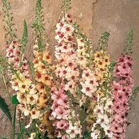 Antique Rose Verbascum Flower seeds for Planting - Cottage Garden Essential, Heirloom & GMO Free Seeds for Home Garden
 
 Sale