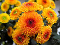 Yellow Red Chrysanthemum Flower seeds for Planting - Bright Blooms, Heirloom & GMO Free Seeds for Home Garden