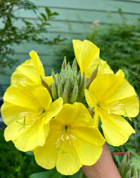 Yellow Primrose Flower Seeds for Planting – Shade Tolerant Heirloom & GMO Free Seeds for Home Garden
 
 Sale