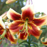 Yellow Brown Lilium Flower Seeds for Planting Shade Tolerant Heirloom & GMO Free Seeds for Home Garden  Sale