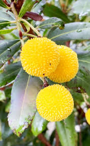 Plant Yellow Bayberry Fruit Seeds