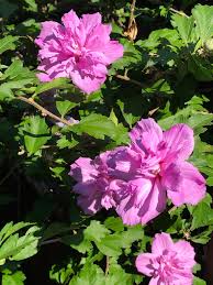 Sharon Flower seeds for Planting Wildflower Mix Heirloom & GMO Free Seeds for Home Garden