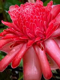 Red Etlingera Flower Planting  Seeds for Stunning Tropical Blooms in Your Garden