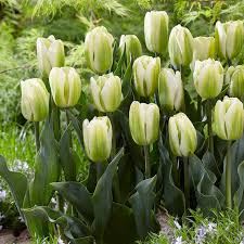 Green Tulip Flower Seeds – Cottage Garden Essential Heirloom & NonGMO Seeds for Planting Home Garden
 
 Sale