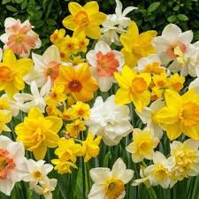 MultiColor Narcissus Flower Seeds for Planting Wildflower Mix Heirloom & GMO Free Seeds for Home Garden
 
 Sale
