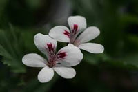 White Brown Pelargonium Flower Seeds for Planting – Heirloom NonGMO Organic Garden Seeds – Border Blooms High Germination
 
 Sale