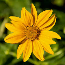 Heliopsis SunFlower seeds for Planting Colorful Display Heirloom & GMO Free Seeds for Home Garden