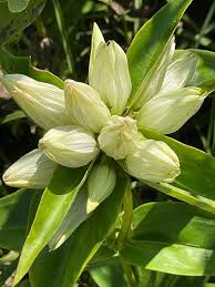 Cream Gentiana Flower seeds for Planting - Vibrant Colors, Heirloom & GMO Free Seeds for Home Garden