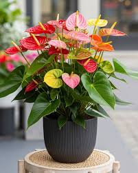 Multi-Colour Anthurium Flower seeds for Planting - Cut Flower Favorite, Heirloom & GMO Free Seeds for Home Garden