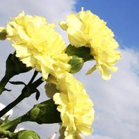 Light Yellow Carnation Flower seeds for Planting - Wildflower Mix, Heirloom & GMO Free Seeds for Home Garden