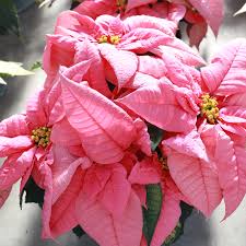 Light Pink Euphorbia Pulcherrima Flower seeds for Planting - Pollinator Friendly, Heirloom & GMO Free Seeds for Home Garden