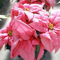 Light Pink Euphorbia Pulcherrima Flower seeds for Planting - Pollinator Friendly, Heirloom & GMO Free Seeds for Home Garden