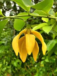 Ylang Flower seeds for Planting - Premium Quality, Heirloom & GMO Free Seeds for Home Garden