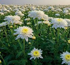 White Chrysanthemum Carinatum Flower seeds for Planting - Fragrant Blossoms, Heirloom & GMO Free Seeds for Home Garden