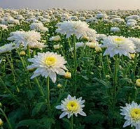 White Chrysanthemum Carinatum Flower seeds for Planting - Fragrant Blossoms, Heirloom & GMO Free Seeds for Home Garden